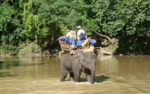 Alaungdaw Kathapa National ParkThis national park is located in Sagaing Division and consists of the Patolon Reserved Forest and the adjoining Taungdwin Reserved Forest. This national forest consists of exclusive trees including decidious forests, pine forests and Indaing forests. The national forest consists of a park which is home to a wide range of wildlife species such as Asian elephants, wild pig, sambar, gaur, banteng, clouded leopard, jungle cats and others.