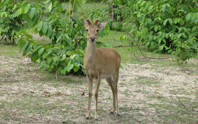 Chatthiin Wildlife Sanctuary