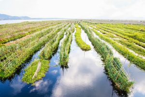 Landscape view of floating gardens on Inle lake in Myanmar