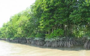 Meinmahla Kyun Wildlife SanctuaryThis wildlife sanctuary is a wetland reserve located in the Ayeyarwady Delta in the Bogale Township. It was established in 1986 and is classified as a mangrove ecosystem reserve. It occupies an area of 137 sq. km. This protected area has 29 mangrove tree species, saltwater crocodiles and a wide range of birds. A visit to this place will provide you a great experience of a mangrove ecosystem.