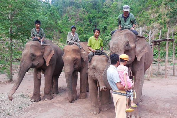 MYAING HAY WUN ELEPHANT CAMPLove watching elephants? Visit this elephant park, which will help you see elephants in their natural habitat. It is located in Taikkyi Township in Yangon Division and occupies an area of 10 acres. It was established in 1986. Watch elephants and spend a day surrounded by nature – a great place for a day trip.Location: Yangon Region