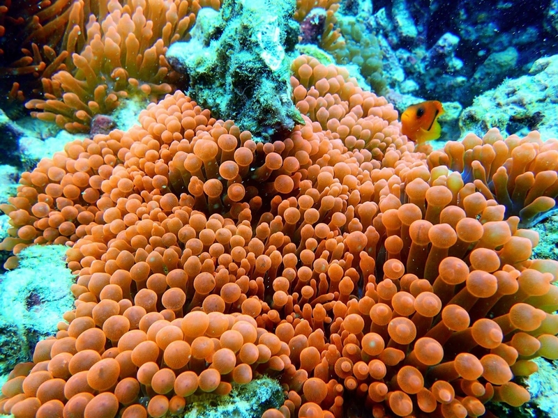 Corals in the Andaman Sea