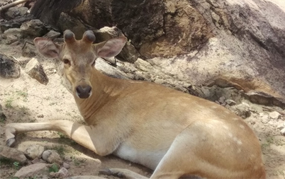 Nay Pyi Taw Zoological Gardens